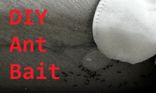 DIY Ant Bait: Your Ultimate Guide to Natural Indoor Pest Control