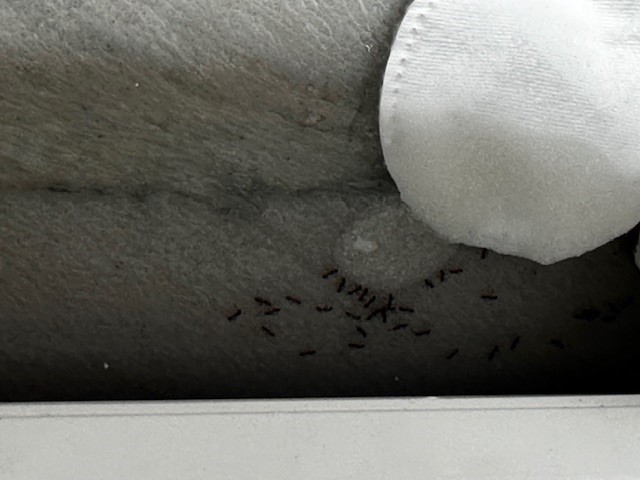 DIY Ant Bait in Action