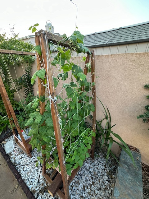 Trellis Netting