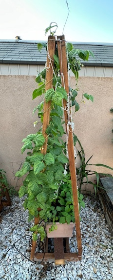 Trellis Side View