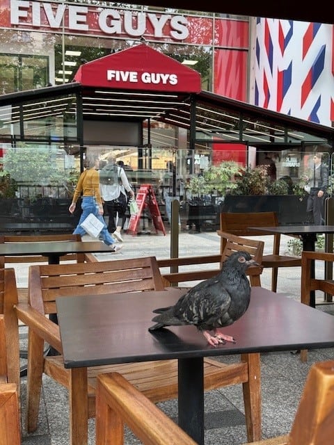 Paris Five Guys and a Pigeon