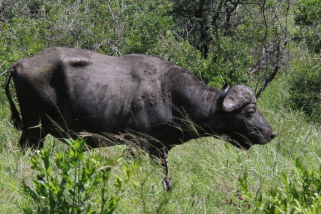 Hluhluwe-Imfolozi Park Buffalo