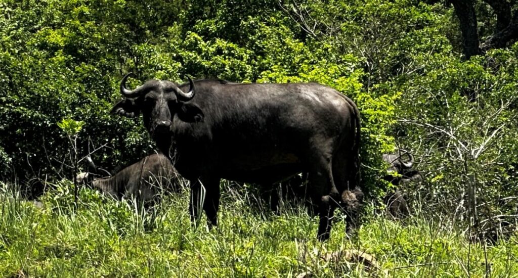 Hluhluwe-Imfolozi Park Buffalo