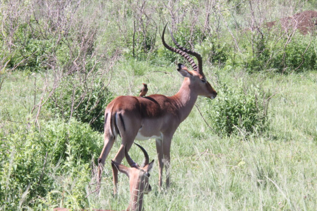 Hluhluwe-Imfolozi Park Impala and Oxepecker