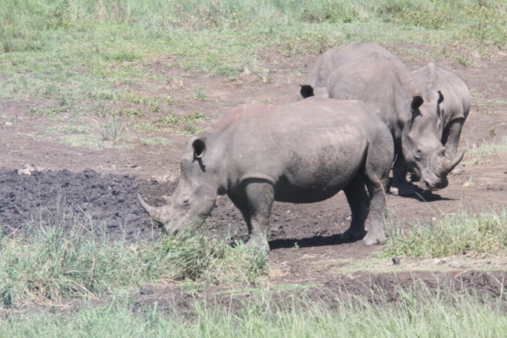 Hluhluwe-Imfolozi Park White Rhino 1