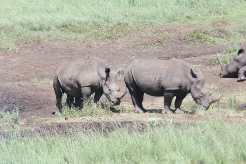 Hluhluwe-Imfolozi Park White Rhino 2