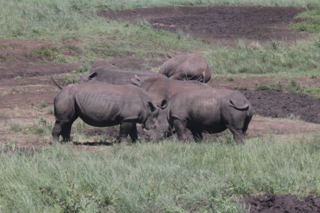 Hluhluwe-Imfolozi Park White Rhino 3