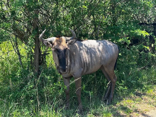 Hluhluwe-Imfolozi Park Wildebeest