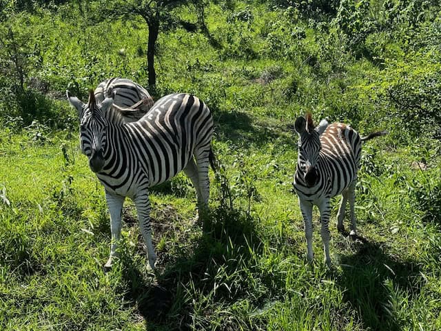 Hluhluwe-Imfolozi Park Zebras