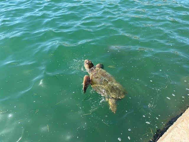 Argostoli Sea Turtle