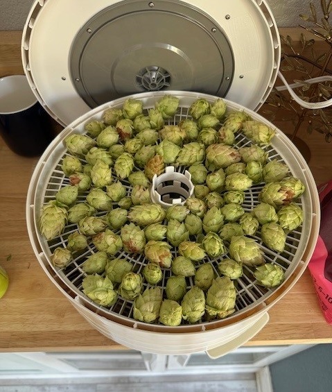 Drying Hops in a Dehydrator: A Step-by-Step Guide