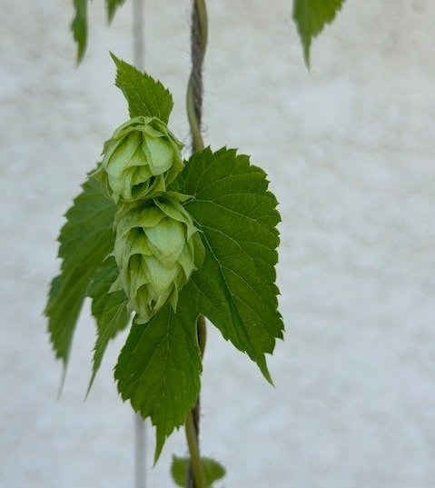 Hops Ready to be Picked